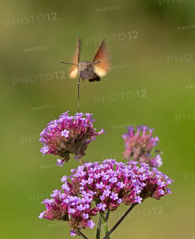 Butterfly, pigeon tail (Macroglossum stellatarum), also known as hummingbird butterfly or hummingbird hawk moth, Purpletop vervain (Verbena bonariensis), Burgstemmen, Nordstemmen, Lower Saxony, Germany