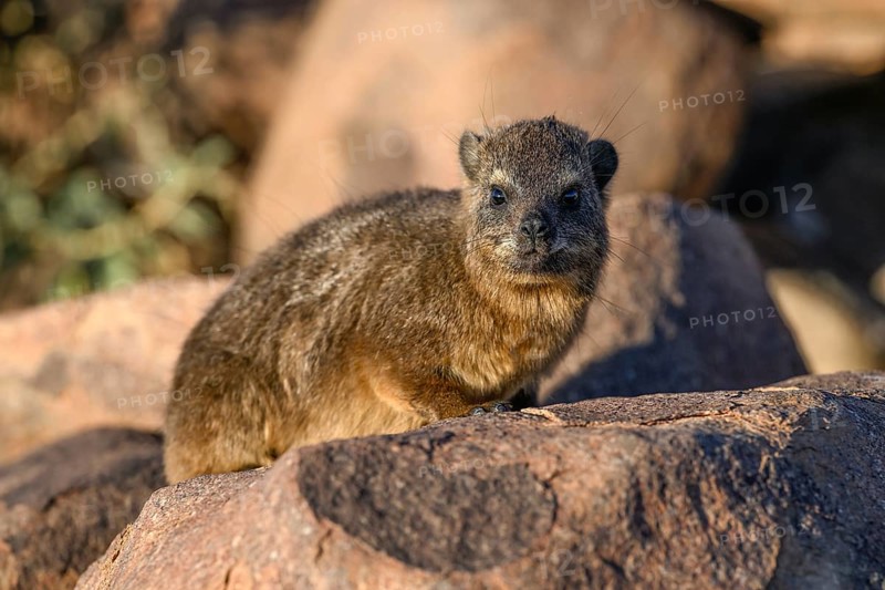 Klippschliefers (Procavia capensis), desert dormice or Klippdachs in the quiver tree forest near Keetmanshoop, Karas Region, Namibia