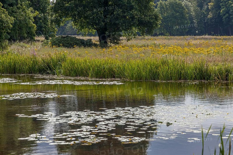 A tranquil pond with water lilies, surrounded by meadows and trees in a peaceful natural setting, North Rhine-Westphalia, Germany