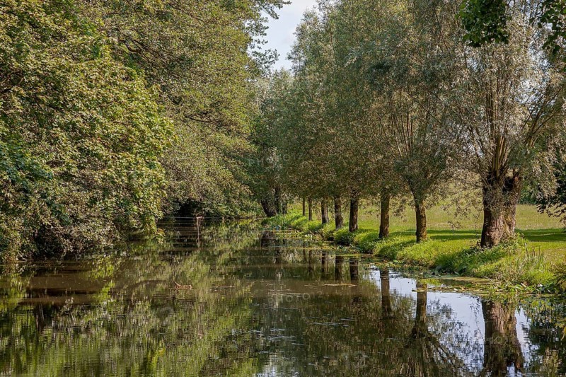 Pollarded willows are reflected in the water of the Alstätter Aa, Haarmühle, Ahaus-Alstätte, Münsterland, North Rhine-Westphalia, Germany