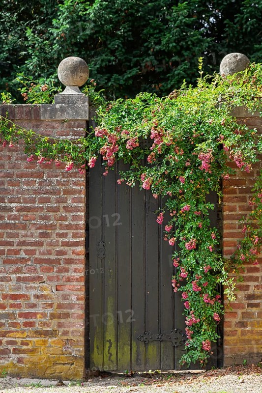 An old Tor tor in a brick wall, surrounded by blooming climbing roses and green vegetation, North Rhine-Westphalia, Germany