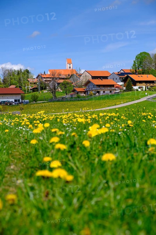 Dandelion meadows near Wackersberg, Upper Bavaria, Bavaria, Germany