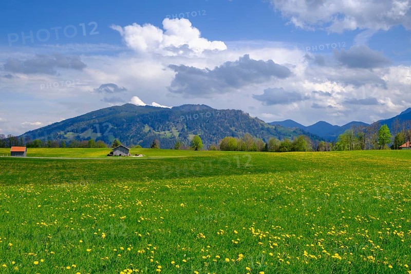 Dandelion meadows near Wackersberg, Upper Bavaria, Bavaria, Germany