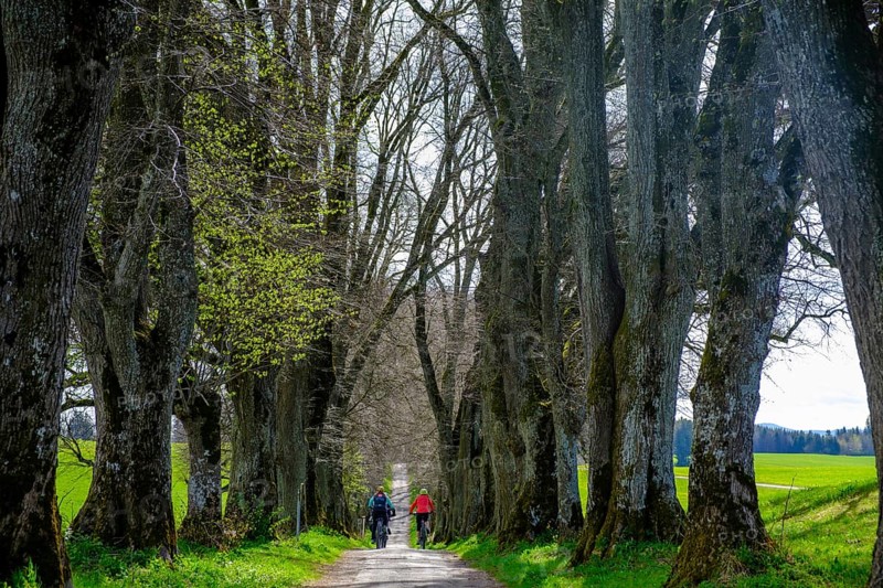 Kurfürstenallee, Lindenallee, Marktoberdorf, Allgäu, Swabia, Bavaria, Germany