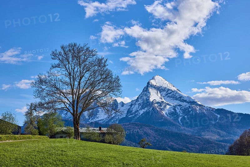 Mountain Watzmann, bare winter tree, landscape photography, mountain landscape, mountains, meadow, coniferous forest, blue sky, cumulus clouds, Bischofswiesen, district Berchtesgadener Land, Bavaria, Germany