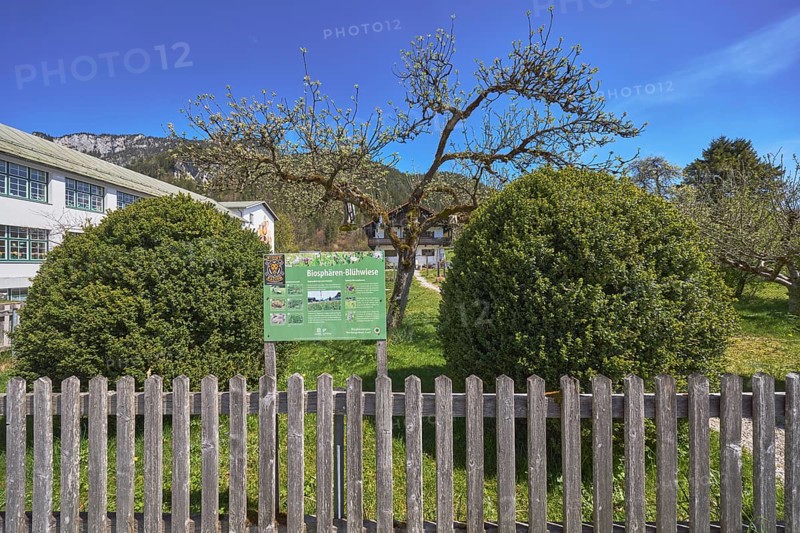 Biosphere flowering meadow, garden, trees, lawn, shrubs, wooden fence, general architecture, mountains, blue sky, cirrostratus clouds, Bischofswiesen, district Berchtesgadener Land, Bavaria, Germany