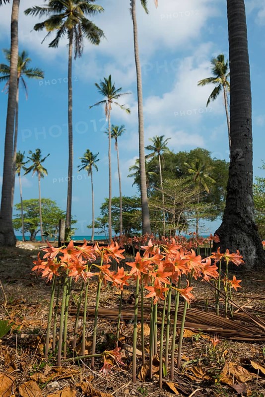 Lilies and coconut palms, Secret Beach, Sala Dan, Ko Lanta, Koh Lanta, Krabi Province, Southern Thailand, Andaman Sea, Thailand