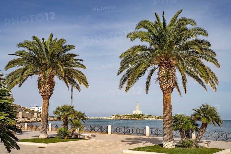 Palm trees on the promenade and the lighthouse in Vieste, Gargano, Apulia, Italy