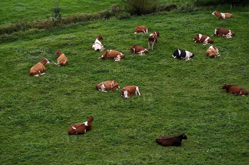 Cows, dairy cows, on pasture, Burgrain near Willisau, Canton Lucerne, Switzerland