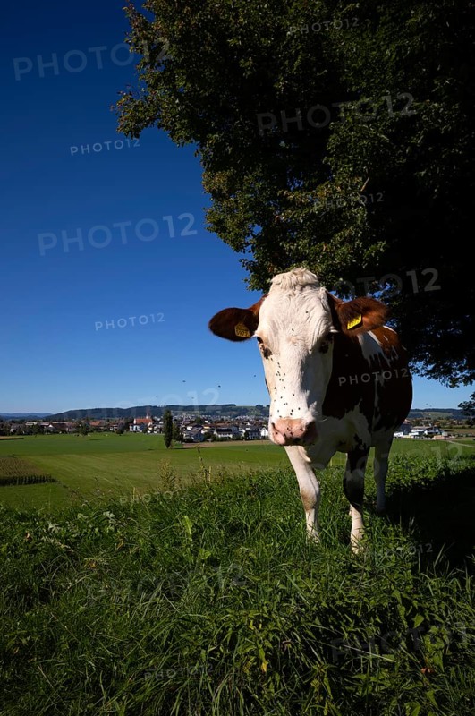 Dairy cow, cow, plagued by flies, mosquitoes, in the background Ettiswil, Canton Lucerne, Switzerland