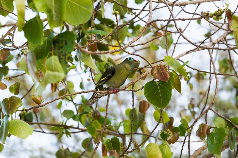Green pigeon, Sunrise Beach, Koh Hai, Ko Ngai, Krabi Province, Trang, Southern Thailand, Andaman Sea, Thailand