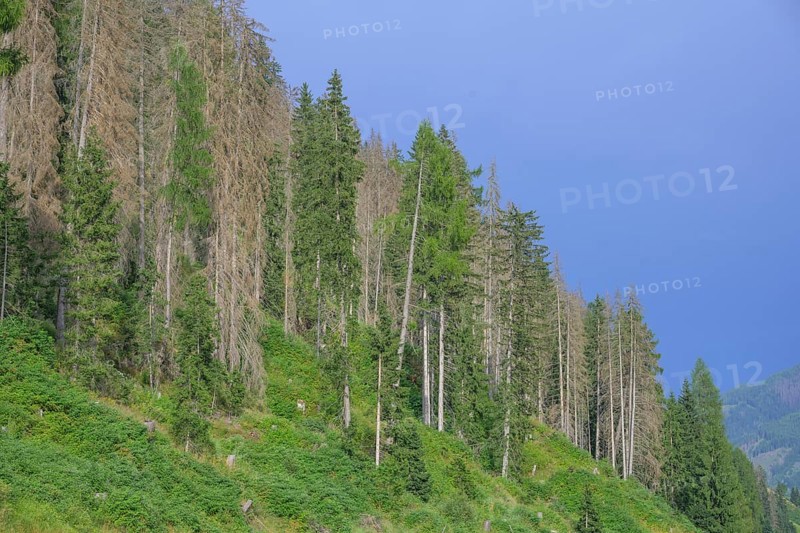 Major forest damage in a spruce forest near Obertilliach, Tyrol, Austria