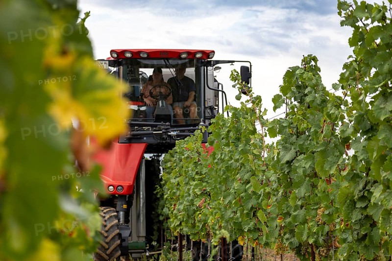 Harvest of Riesling grapes in the Palatinate