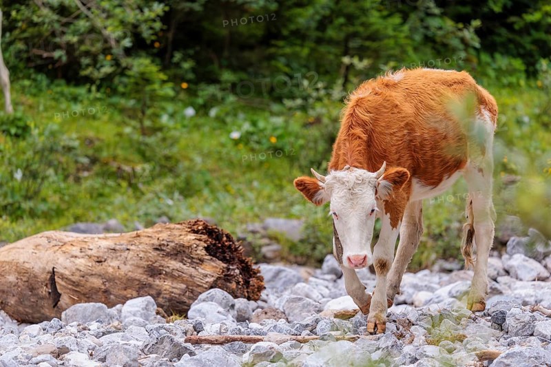 Holstein Friesian cattle crossing a creek on an alpine pasture. Eng valley, Austria