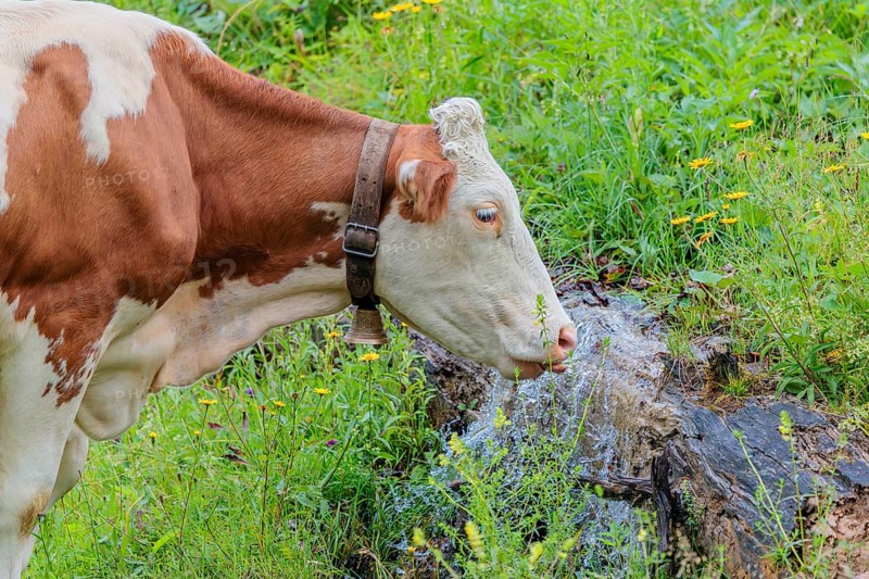 A Holstein-Friesian cow stands on a green mountain pasture in the Eng valley, Austria, drinking from a spring
