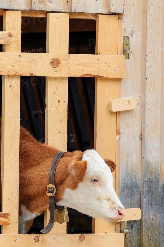 A Holstein-Friesian calf sticks its head through a wooden fence in the barn wall and looks out. Eng valley, Austria