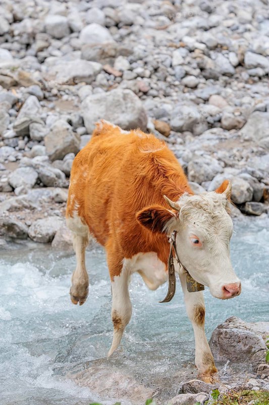 Holstein Friesian cattle crossing a creek on an alpine pasture. Eng valley, Austria