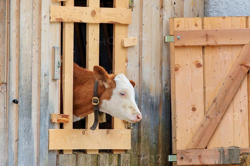 A Holstein-Friesian calf sticks its head through a wooden fence in the barn wall and looks out. Eng valley, Austria