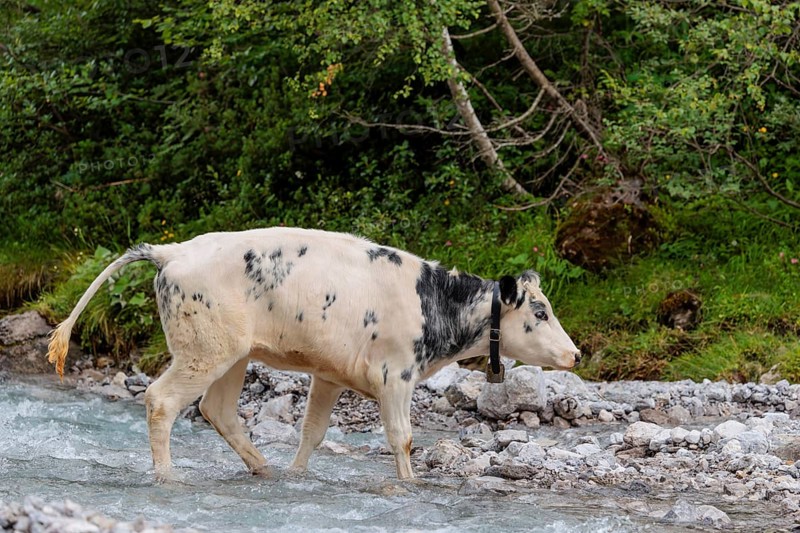 A cow crosses a creek on an alpine pasture. Eng valley, Austria