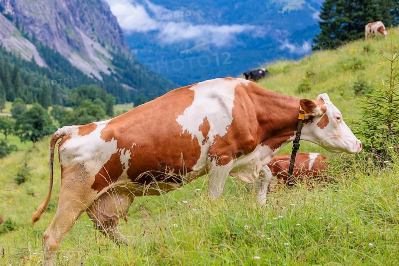 A Holstein Friesian cow walks across a meadow on a sunny day with an alpine mountains range in the background. Eng Valley, Austria