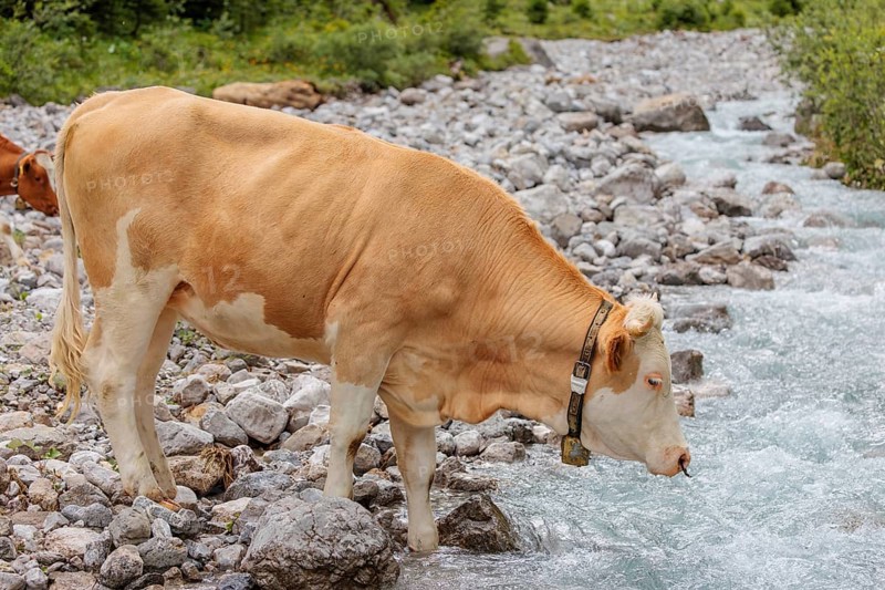 Holstein Friesian cattle crossing a creek on an alpine pasture. Eng valley, Austria