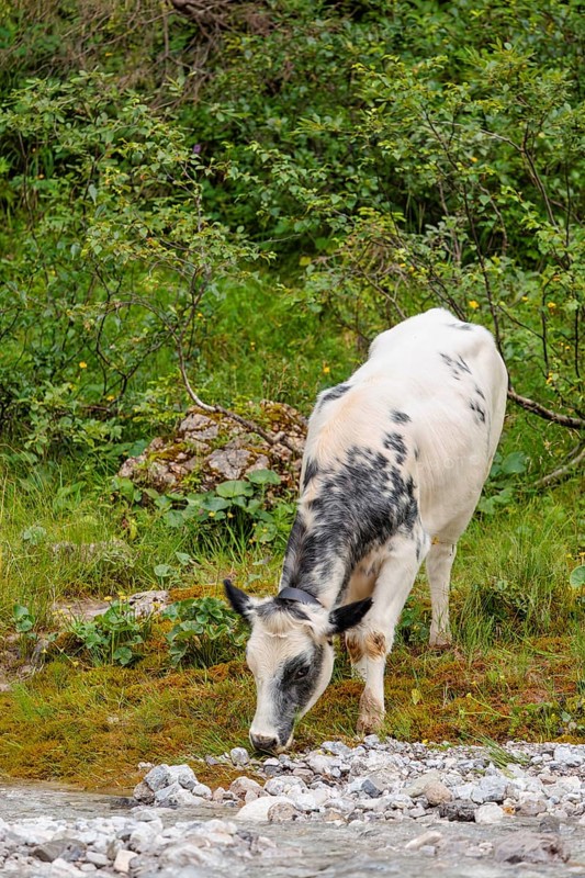 A cow crosses a creek on an alpine pasture. Eng valley, Austria