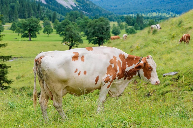 A Holstein-Friesian cow grazes on a green mountain pasture in the Eng valley, Austria