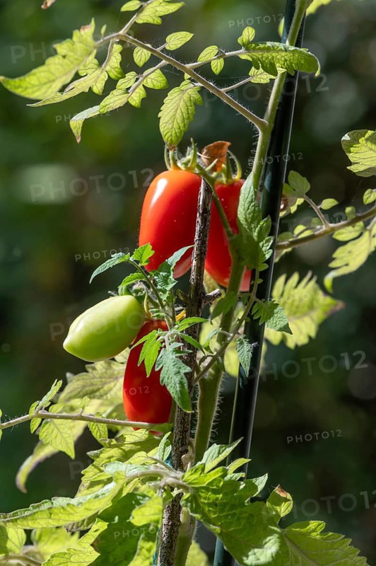 Ripe tomatoes (Solanum lycopersicum) on the plant, Bavaria, Germany