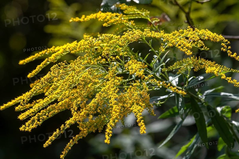 Blossoms of a goldenrod (Solidago), Bavaria, Germany