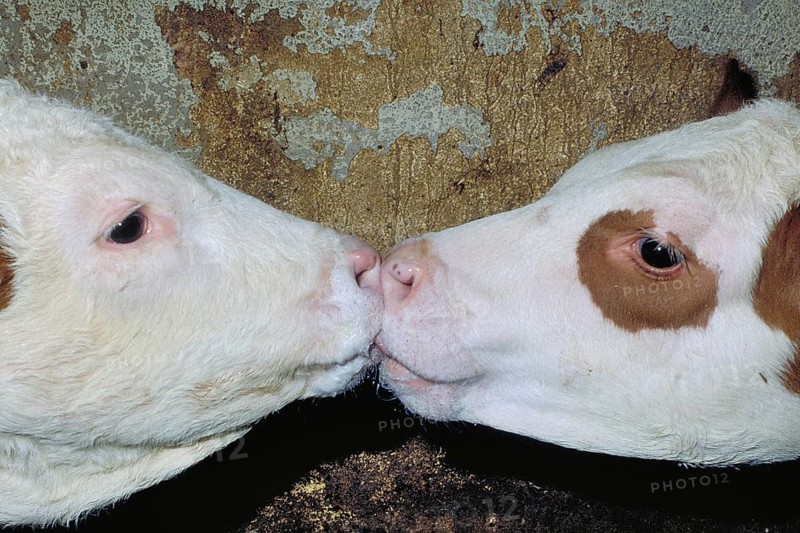 Two calves licking the milk from each other's snouts, Franconia, Bavaria, Germany