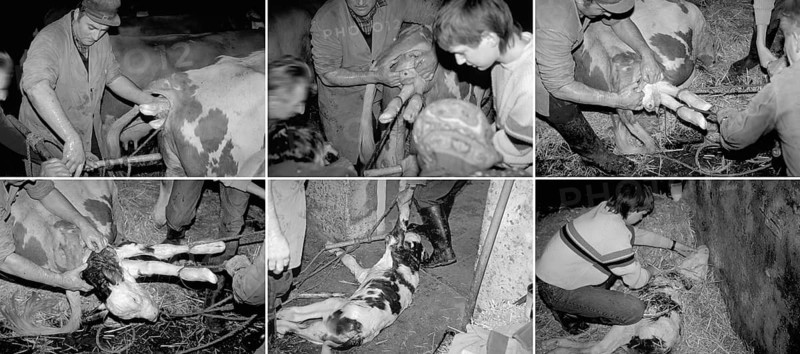 Birth of a calf in the. Cowshed, series, black and white, Franconia, Bavaria, Germany
