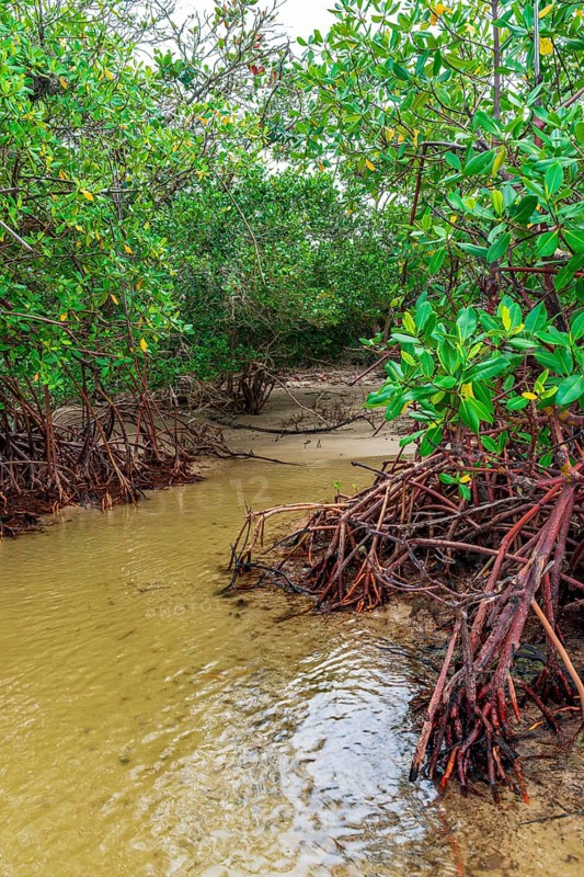 Entering the dense vegetation of the mangroves on Sargi beach in Serra Grande, Bahia, Brazil