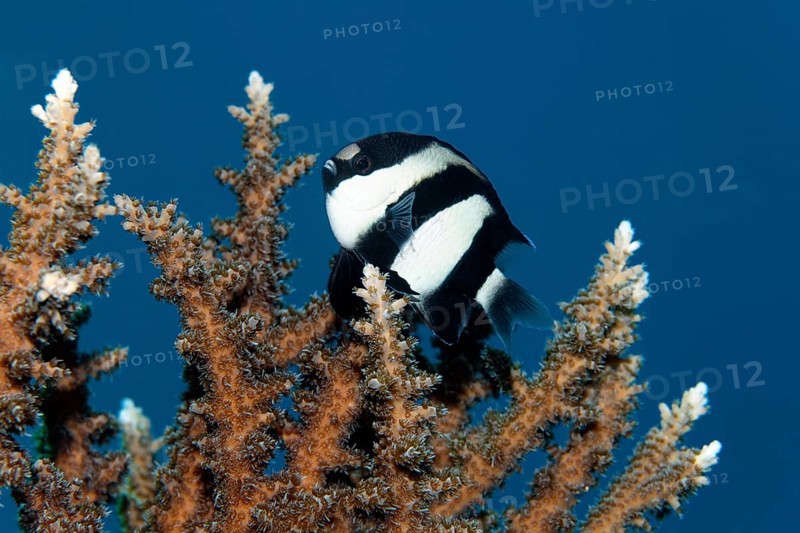 Three-banded damselfish (Dascyllus aruanus), Red Sea, Sharm el Sheik, Egypt