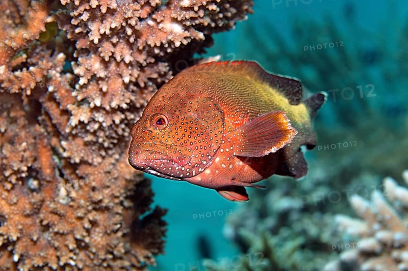 Mottled grouper (Cephalopholis hemistiktos) hiding among the corals, Red Sea, Hurghada, Egypt
