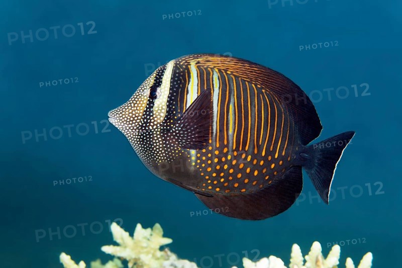 Desjardin's sailfin tang (Zebrasoma desjardinii) swimming over coral reef, Red Sea, Egypt