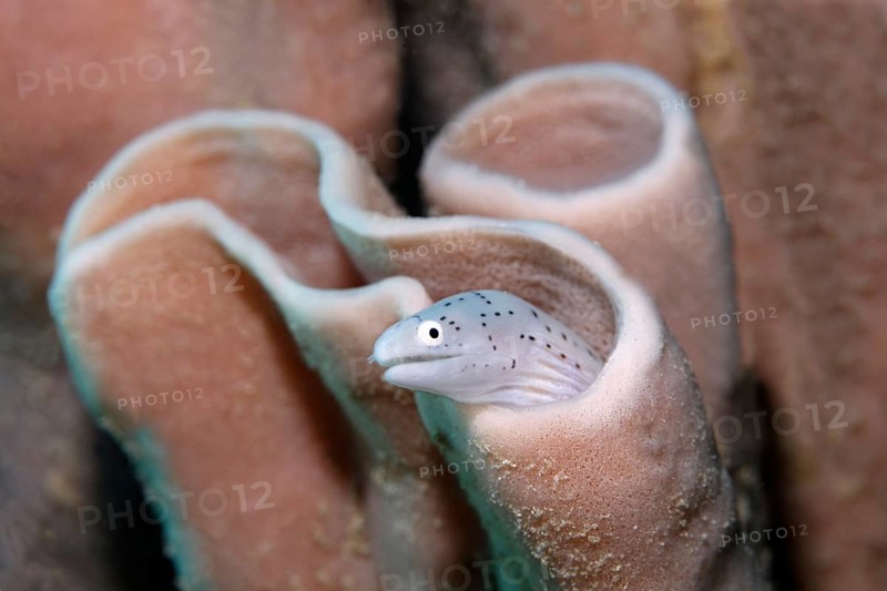 Geometric Moray (Gymnothorax griseus) looking out of a sponge, Red Sponge, Sharm el Sheik, Egypt