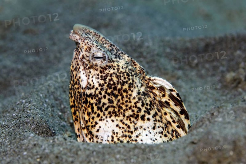 Marble snake eel (Callechelys marmorata) stretches its head out of the sandy bottom, Red Sea, Hurghada