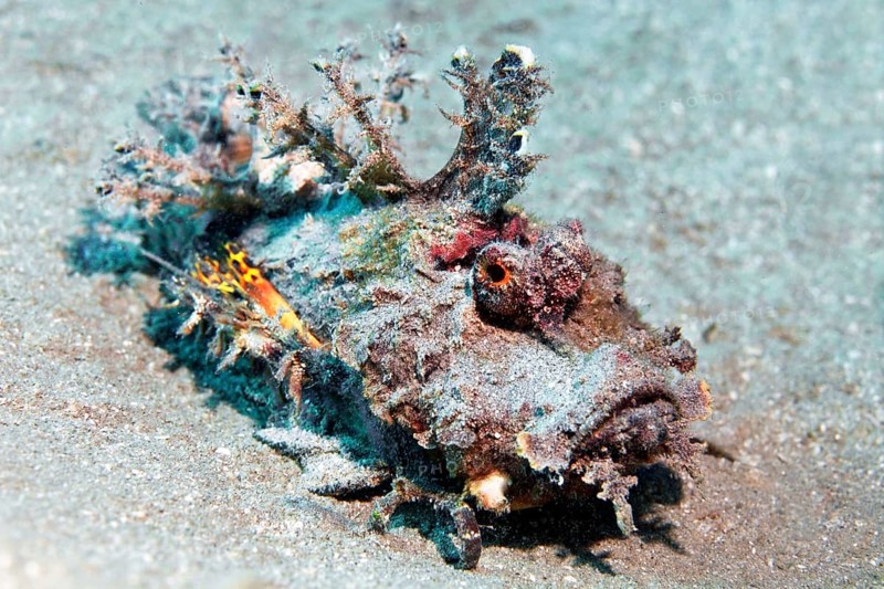 Filamentous devilfish (Inimicus filamentosus), on sandy bottom, Red Sea, Egypt