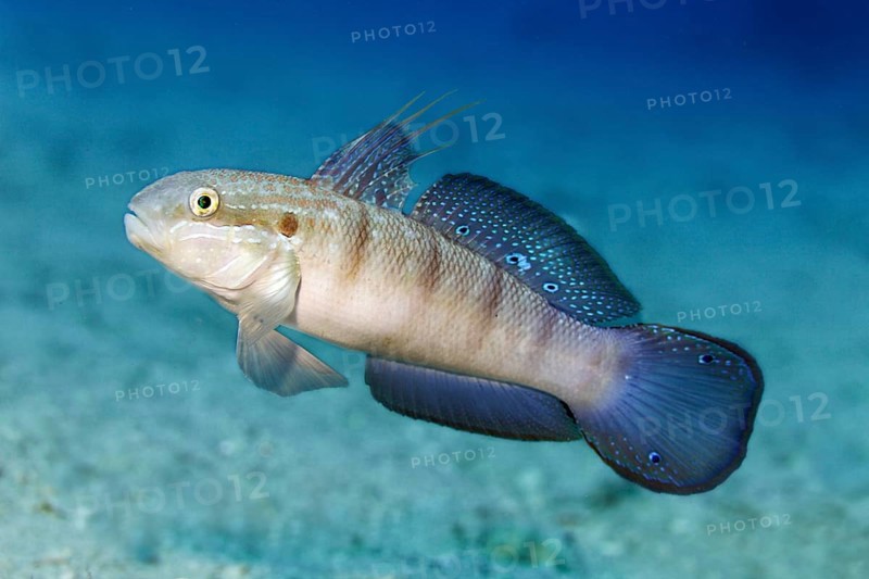 Butterfly goby, also known as green goby (Amblygobius albimaculatus), swims over sandy bottom, Red Sea, Egypt