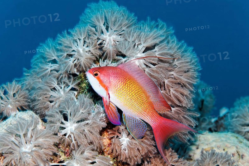 Jewelled flag perch (Pseudanthias squamipinnis), male, swimming in front of Xenia coral (Xenia sp.), Red Sea, Egypt