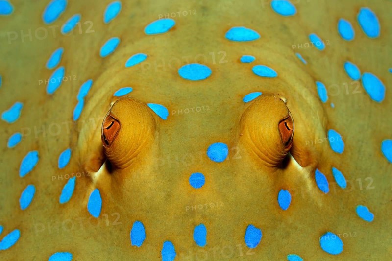 Portrait, Blue-spotted stingray (Taeniura lymma), Eyes, Red Sea, Hurghada, Egypt