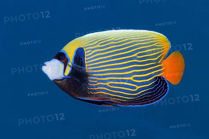 Emperor angelfish (Pomacanthus imperator) swimming in blue water, Red Sea, Sharm el Sheik, Egypt