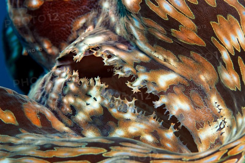 Syphon, mussel meat of the giant clam (Tridacna gigas), Red Sea, Hurghada