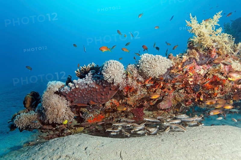 Shoal of striped coral catfish (Plotosus lineatus), hiding under coral reef, Red Sea, Sharm el Sheik, Egypt