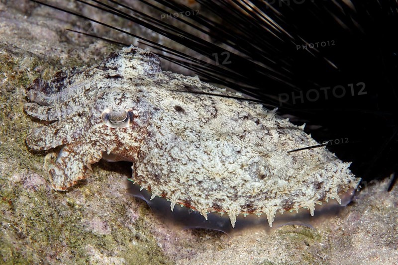 Broad-bodied sepia (Sepia latimanus) lies well camouflaged under sea urchins, Red Sea, Egypt