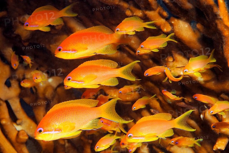 Shoal of red sea bass (Pseudanthias taeniatus) in front of fire coral, Red Sea, Sharm el Sheik, Egypt