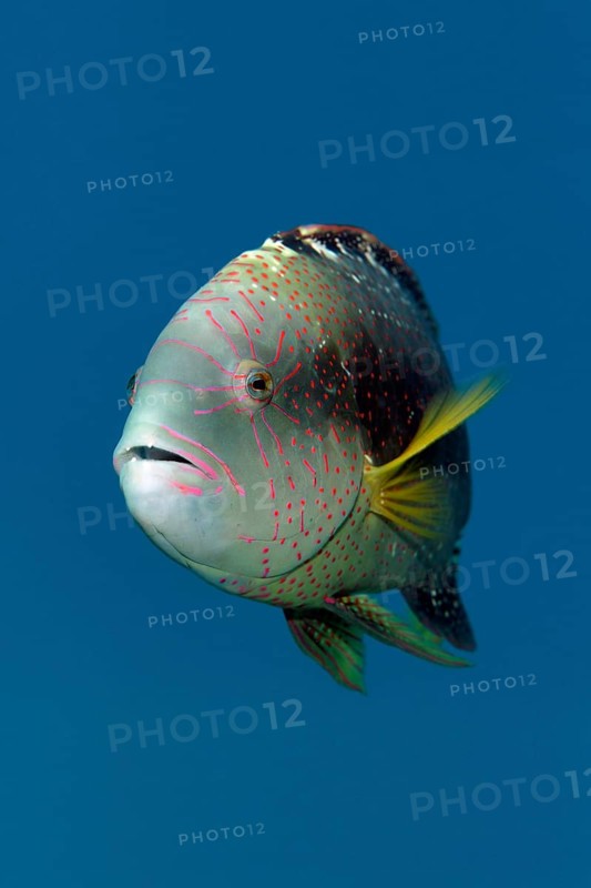 Portrait, Abudjubbe's damselfish (Cheilinus abudjubbe), swimming in blue water, Red Sea, Sharm el Sheik, Egypt