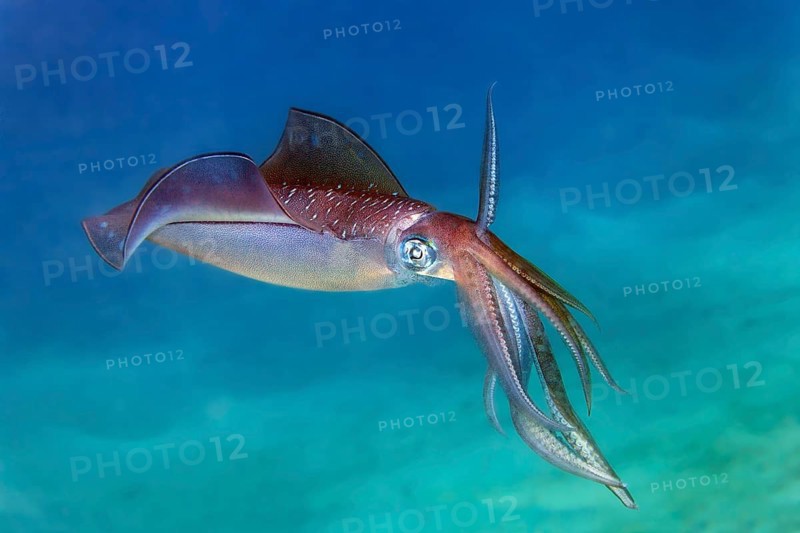 Large fin squid (Sepiotheutis lessoniana), swimming over sandy bottom, Red Sea, Port Safage, Egypt