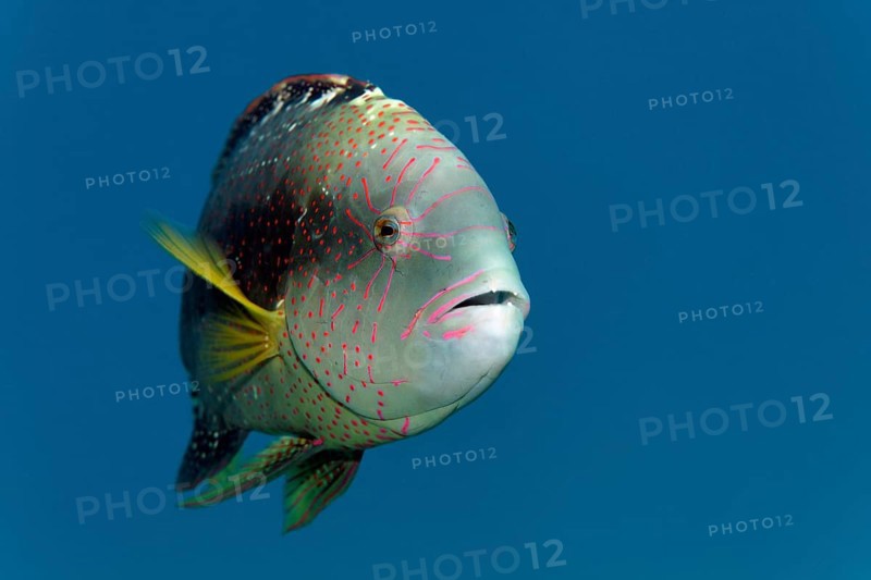 Portrait, Abudjubbe's damselfish (Cheilinus abudjubbe), swimming in blue water, Red Sea, Sharm el Sheik, Egypt