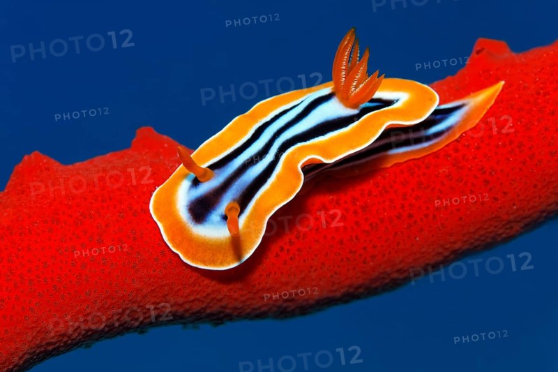 Pyjama nudibranch (Chromodoris quadricolo) crawling over fire sponge (Latrunculia magnifica, Red Sea, Sharm el Sheik, Egypt